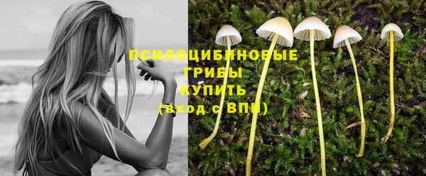 ГАЛЛЮЦИНОГЕННЫЕ ГРИБЫ Горно-Алтайск